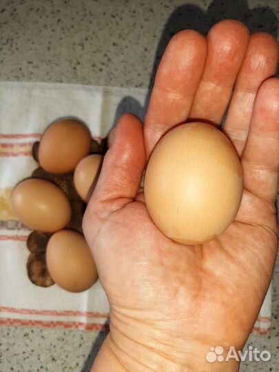Инкубационное яйцо кур