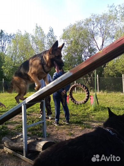 Дрессировка собак