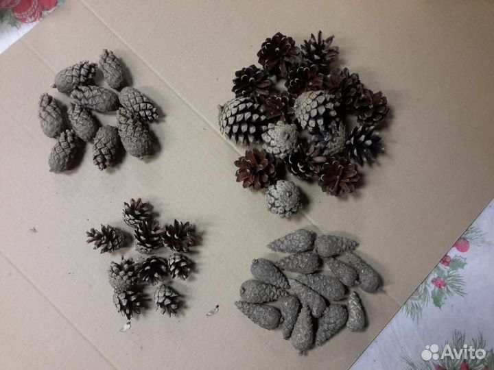 Шишка сосновая еловая декор
