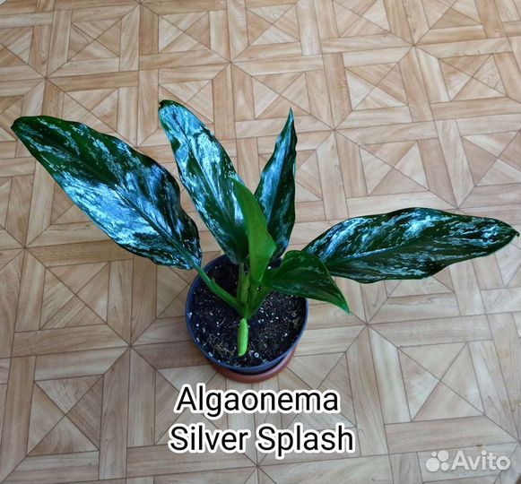 Аглаонема Сильвер Splash