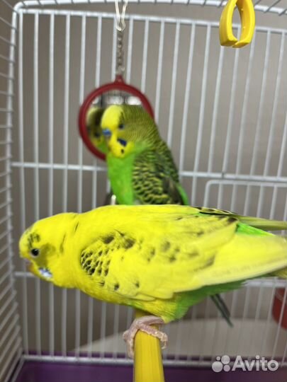 Волнистый попугай