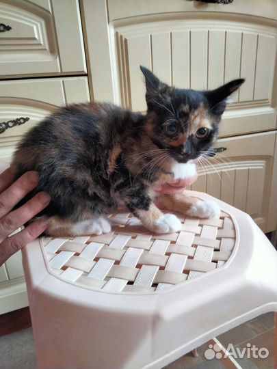 Котенок в дар бесплатно