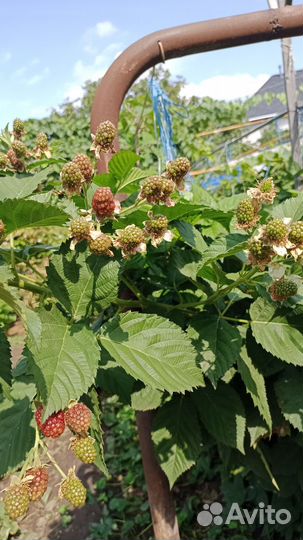 Ежевика черная магия в горшках и без