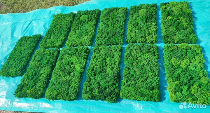 Изящные панно из мха - украсьте свою стену