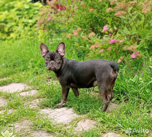 Французский бульдог щенки девочка