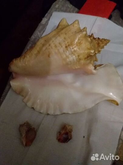 Морские ракушки раковины