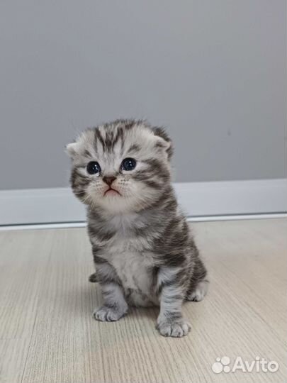 Шотландские котята