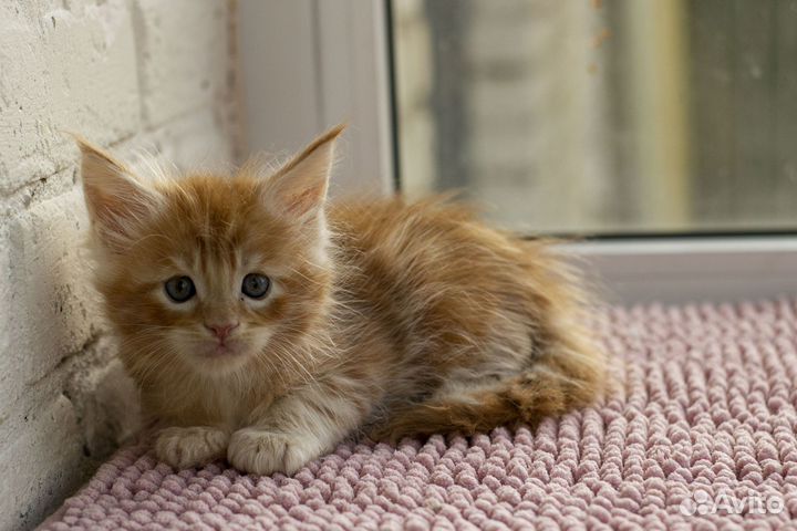 Котята мейн-кун мальчики