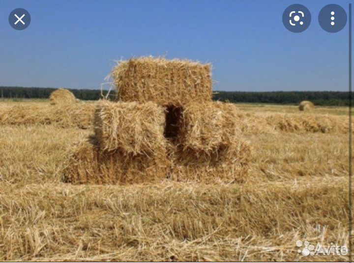 Солома в тюках 2023 года