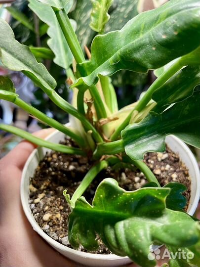 Филодендрон ринг оф файер