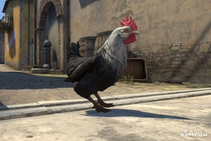 Бойцовые петухи