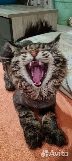 Вязка кошки мейн-кун