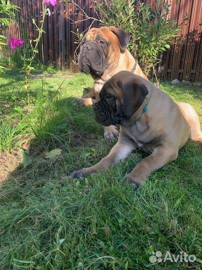 Бульмастиф