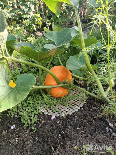 Кабачки, тыква домашние