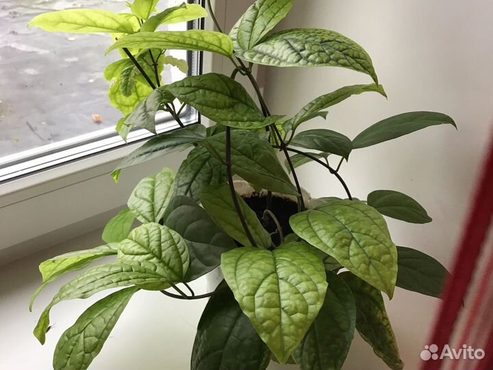 Клеродендрум Томсона (Невинная любовь)