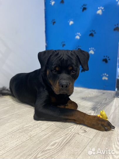 Стрижка собак и кошек/тримминг (груминг в Groomer)