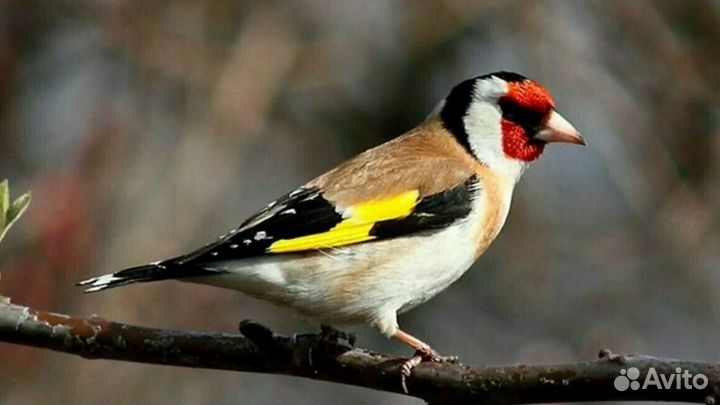 Певчие лесные птицы