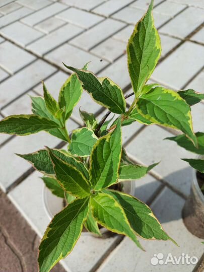 Вейгела вариегатная