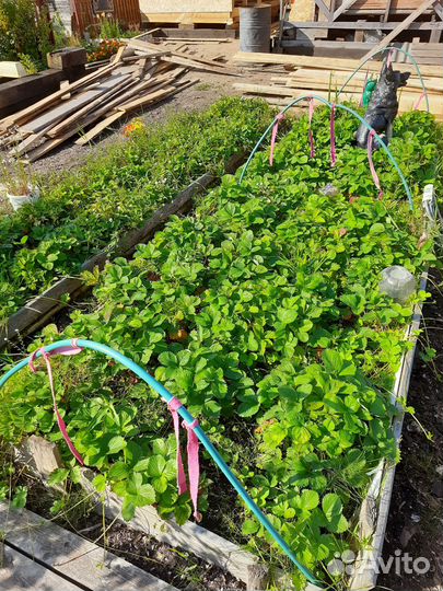 Кусты клубники