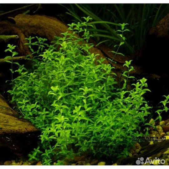 Аквариумные растения