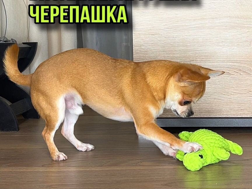 Игрушка для собак вязанная Черепашка