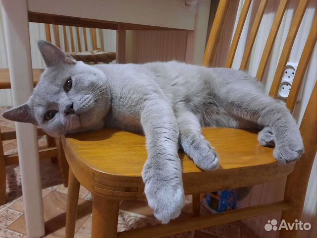 Вязка Британский кот