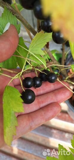 Черная смородина