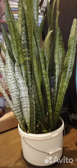 Сансевиерия щучий хвост 140 см