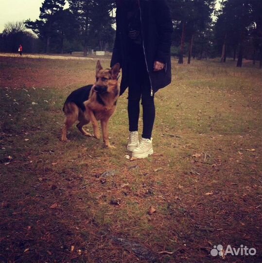 Собака для вязки (девочка)