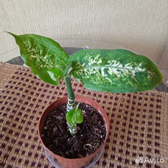 Диффенбахия. Доставлю