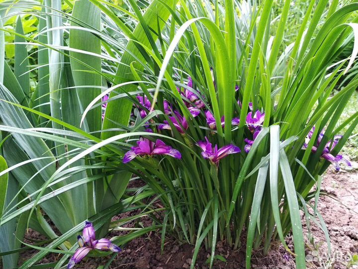 Растения для сада хосты, дейция, традесканция