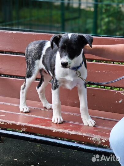 Собака щенок