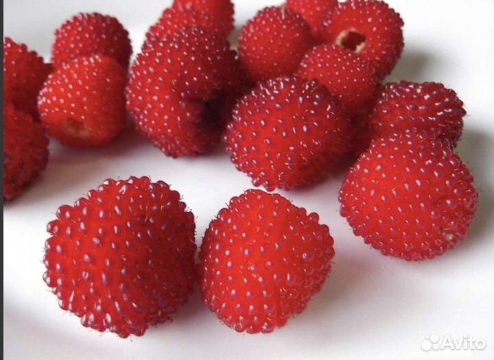 Тибетская малина саженцы