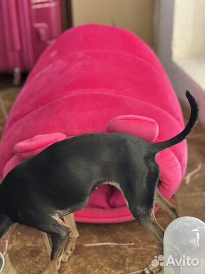 Домик для собаки