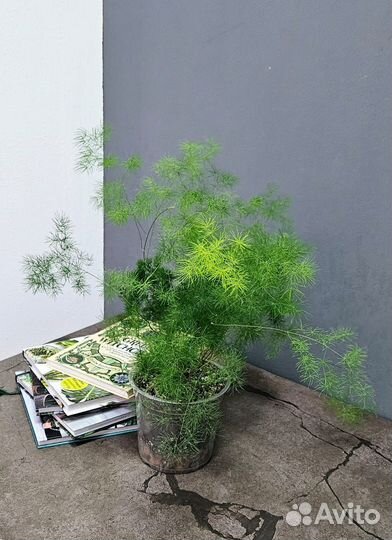 Живые растения Аспарагус Шпренгера, Серповидный