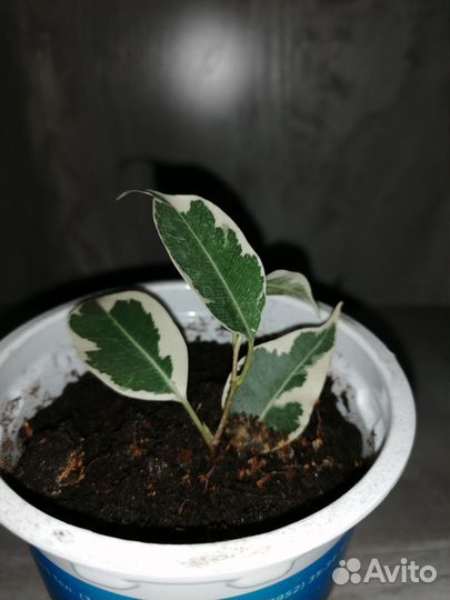 Фикус бенджамина пестролистный