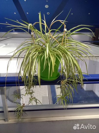 Хлорофитум