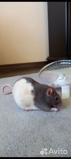 Беговое колесо (диск) для хомяка, крысы новое