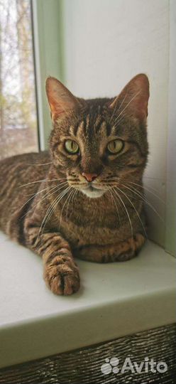 Кошки в добрые руки