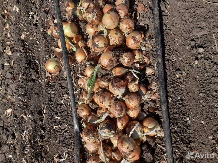 Лук репчатый оптом