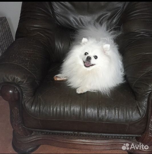 Немецкий шпиц вязка мальчик