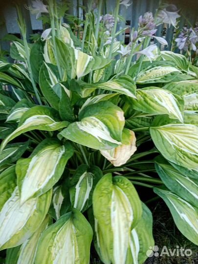 Хосты, папоротник