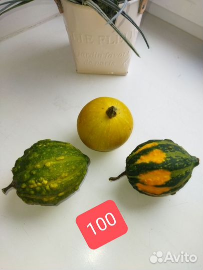 Тыквы декоративные для интерьера