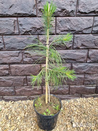 Хвойные растения для сада