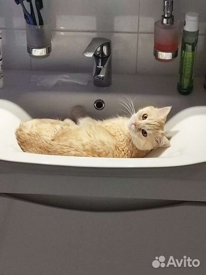 Шотландка кошка вязка