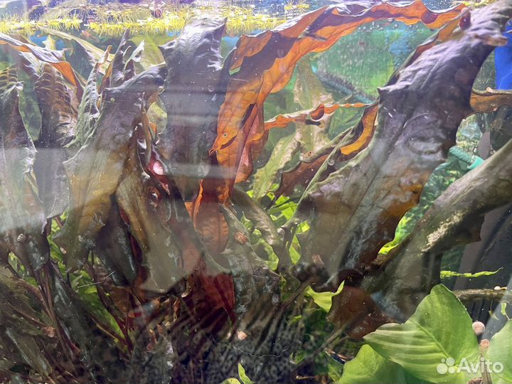 Криптокорина из домашнего аквариума