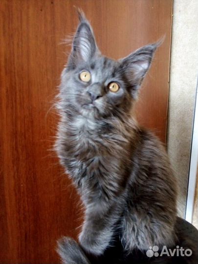 Продажа котят