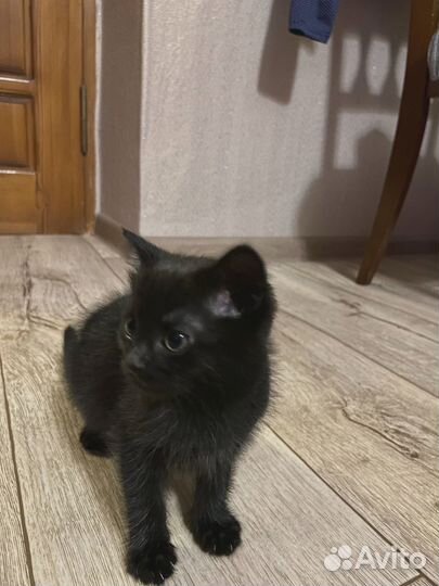 Кошечка ищет хозяев