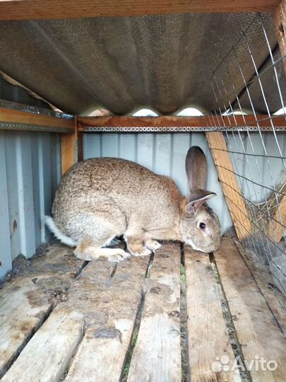 Кролики великаны