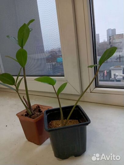 Замиокулькас